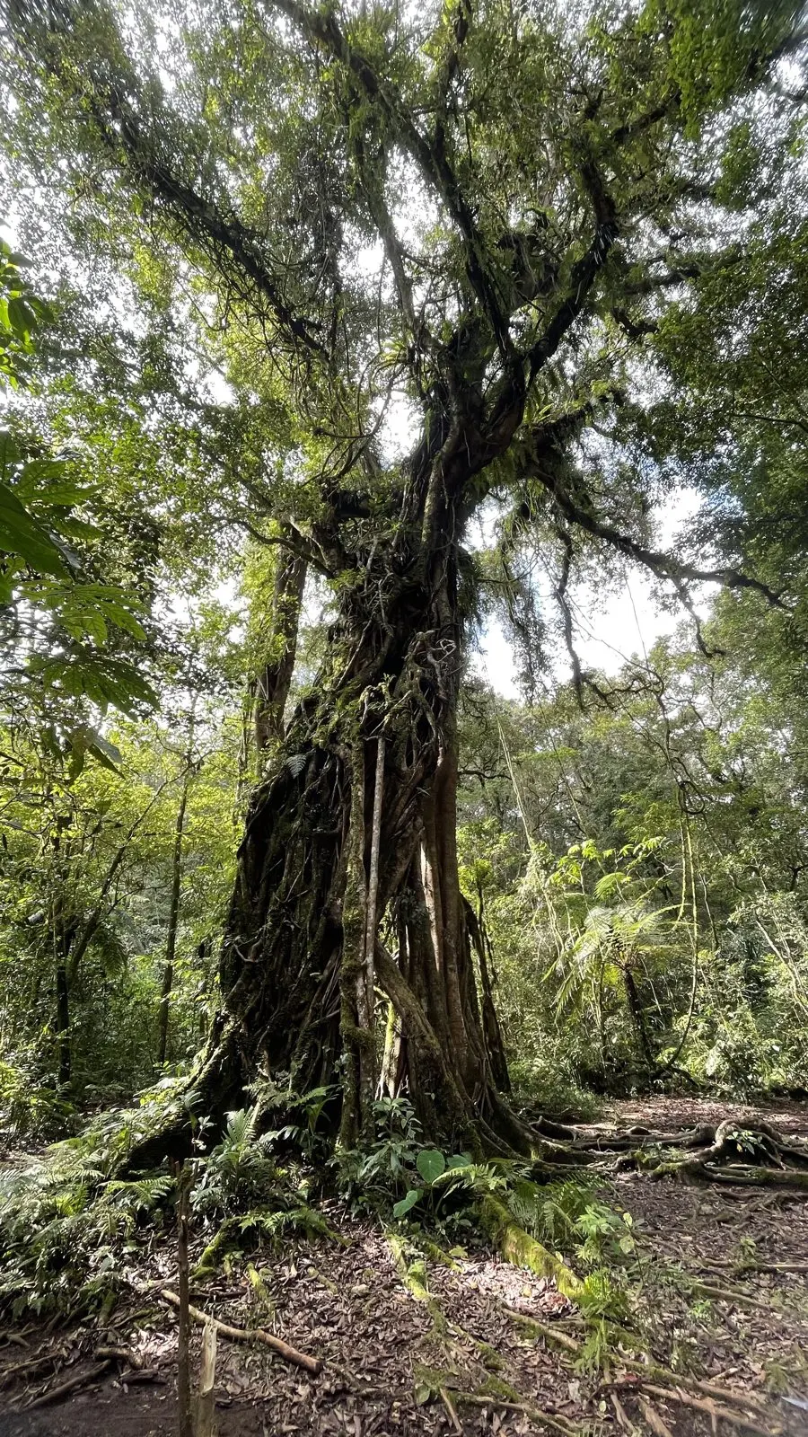Nature, Indonesia