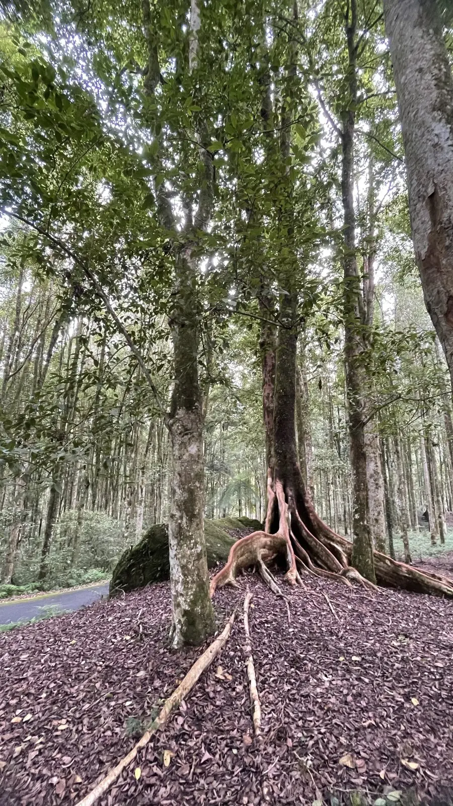 Nature, Indonesia
