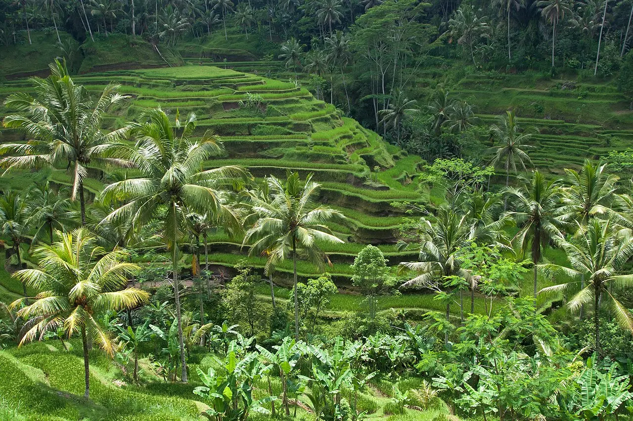 Nature, Indonesia